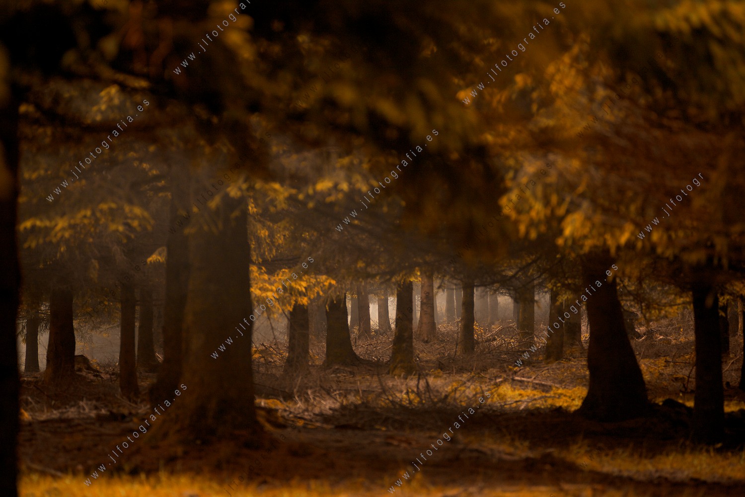 Bosque de otoño en elparquenatural de Urkiola.