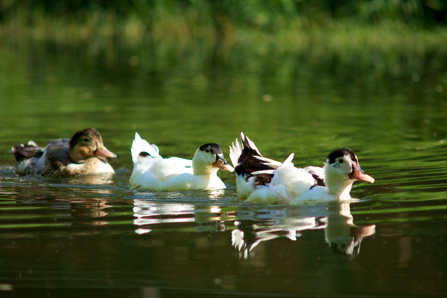 Detalle de los patos del río Castaños