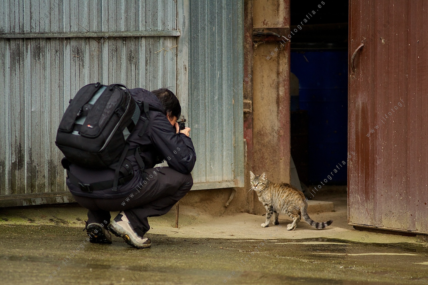 fotógrafo retratando a un gato