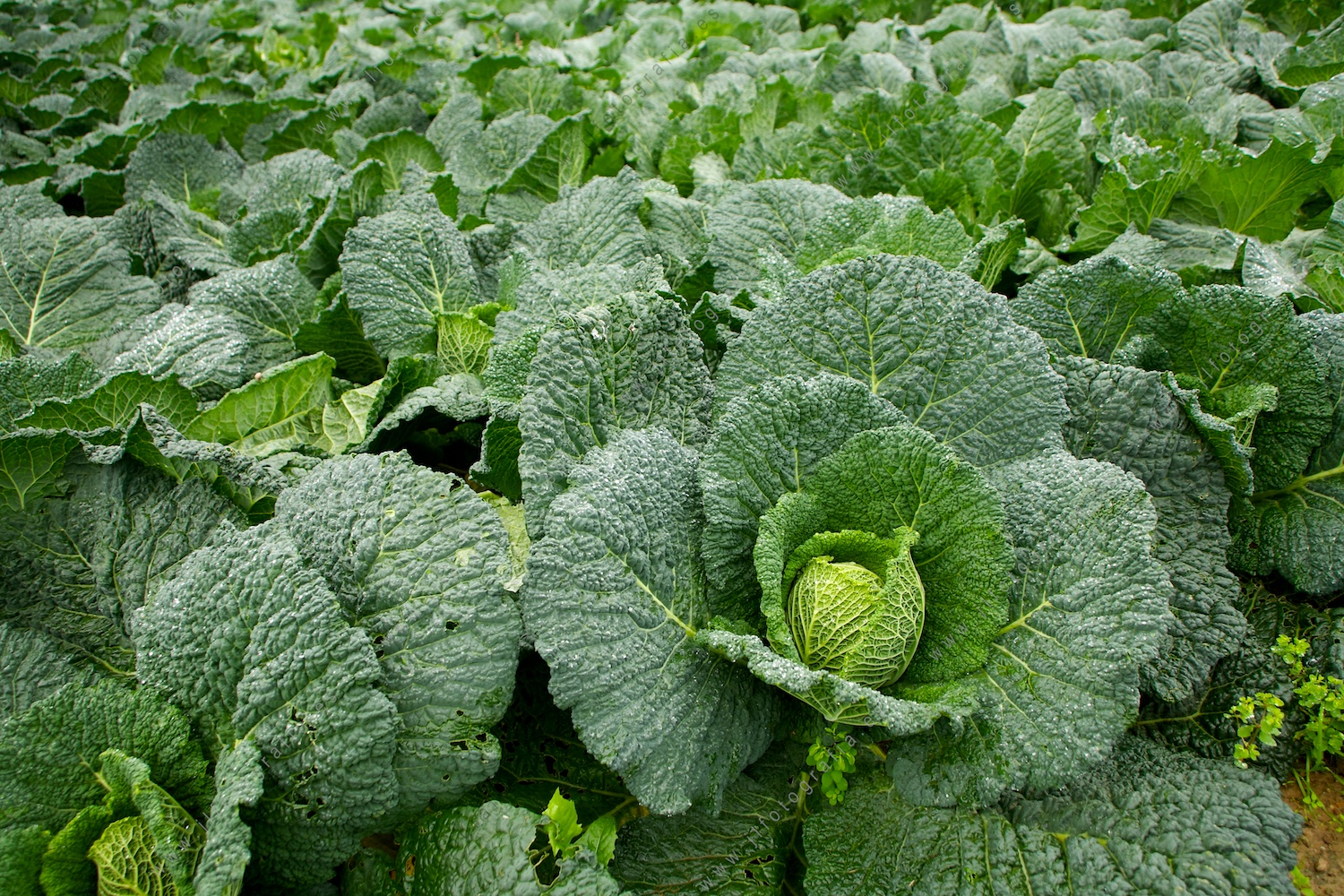plano perspectiva de una huerta