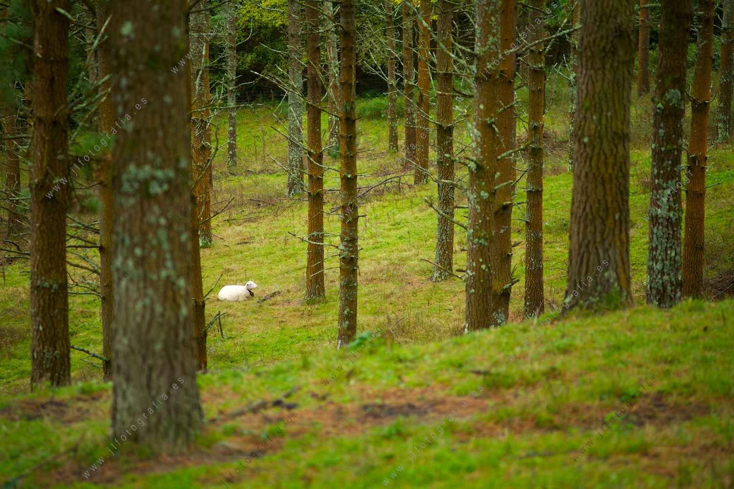 animal entre los árboles del bosque