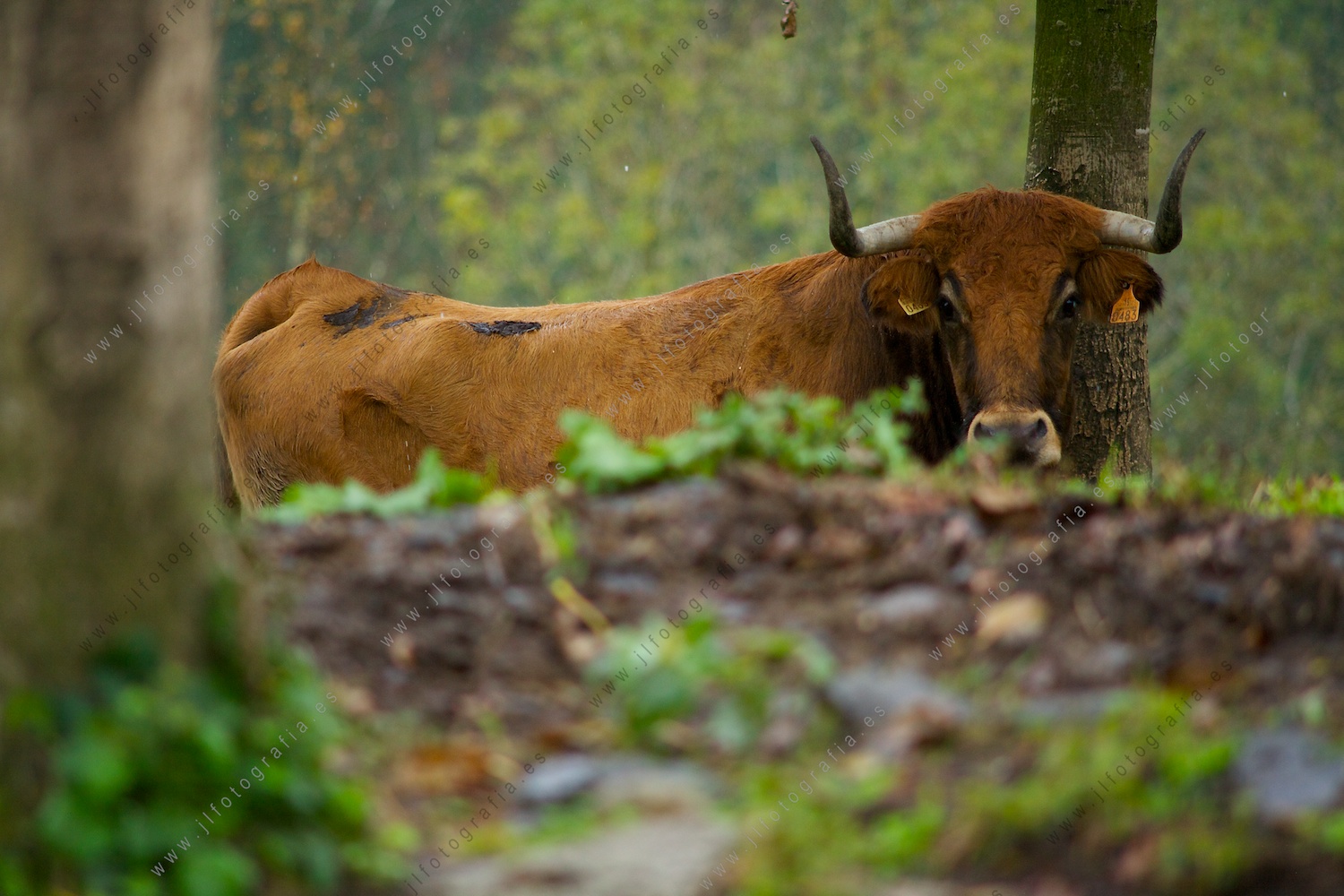 primer plano de una vaca entre árboles