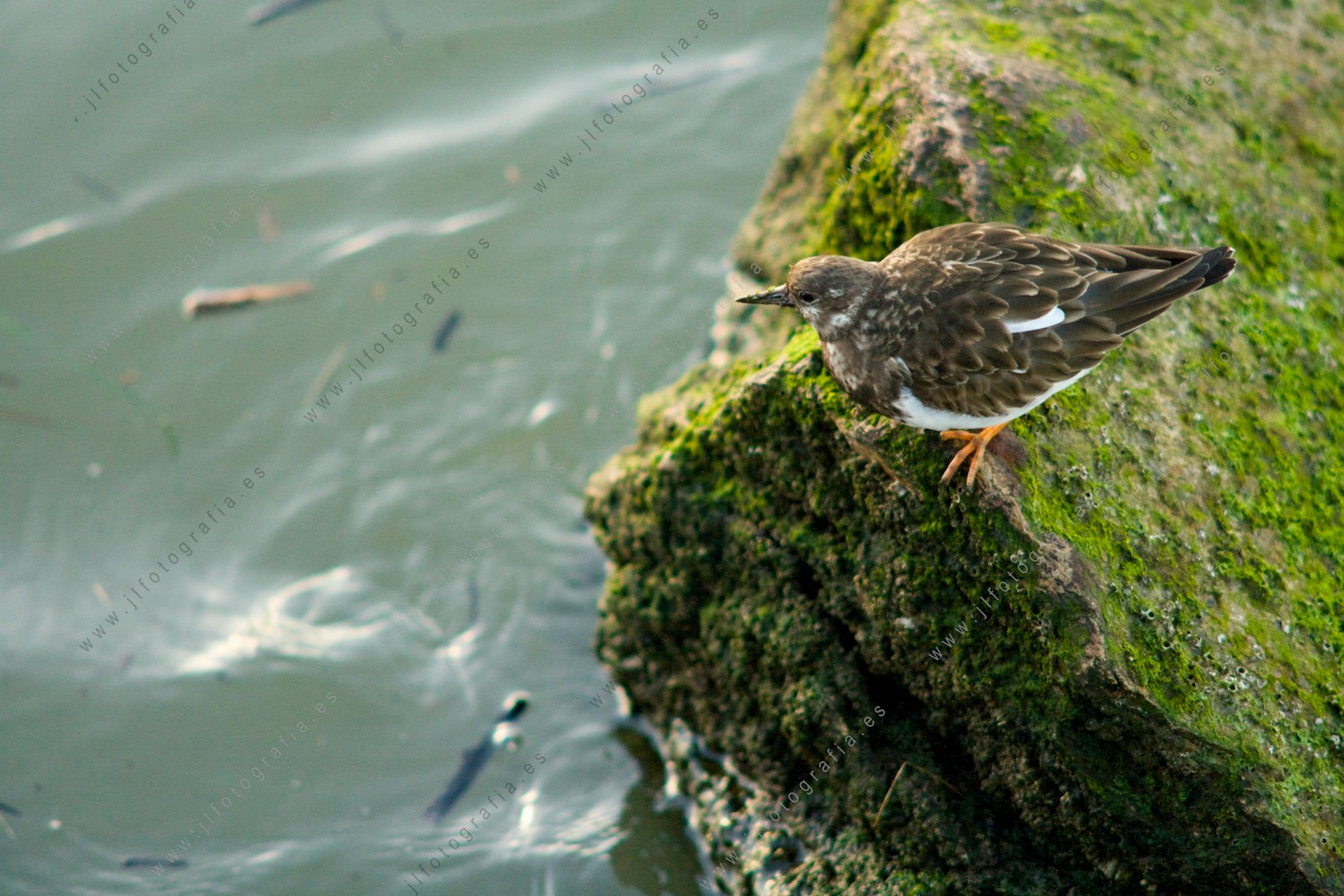 Un pajarillo sobre la roca con musgo en aguas del Abra junto al muelle Churruca de hierro