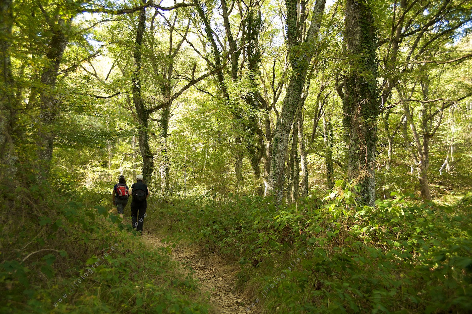siguiendo los caminos del bosque de Izki