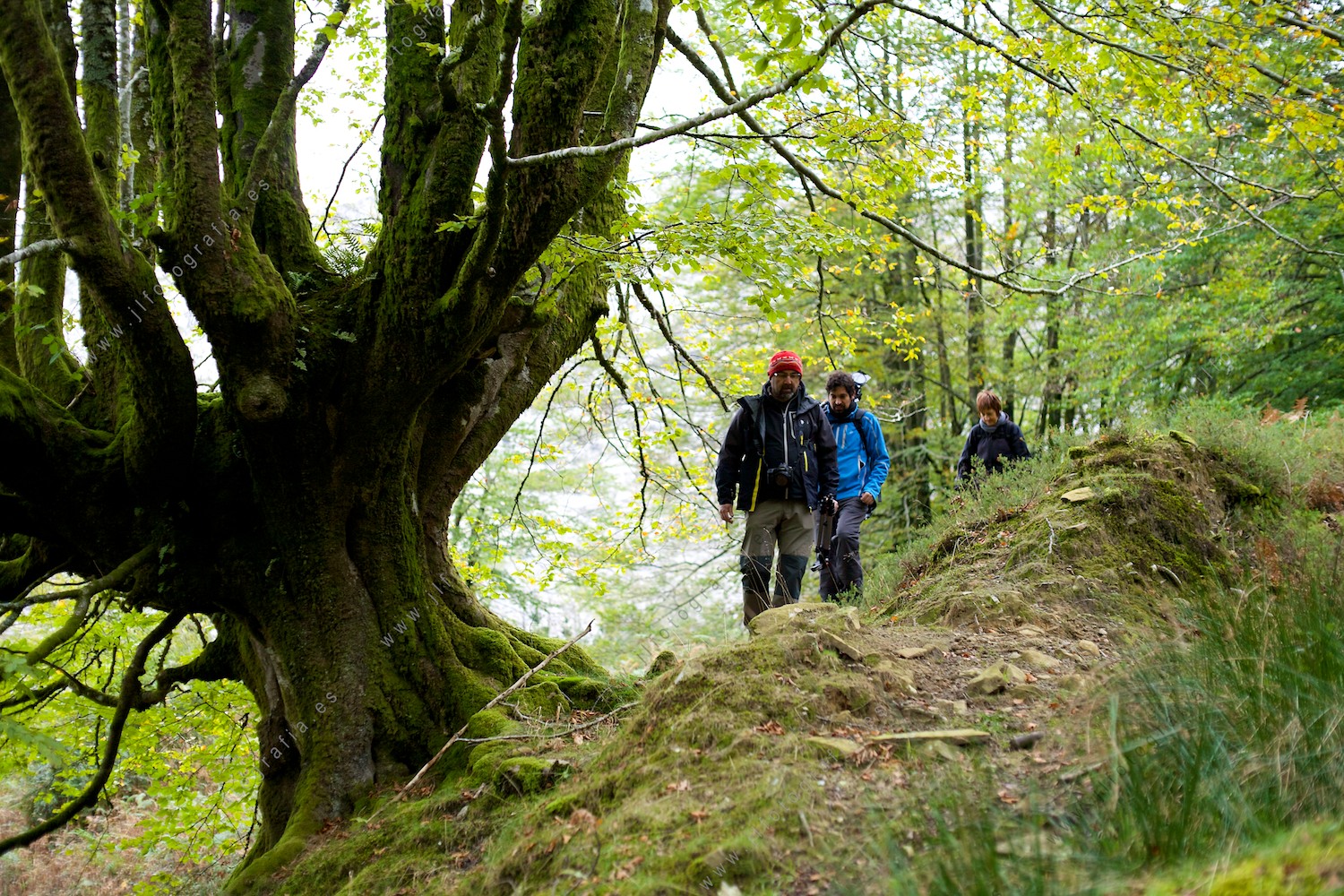 Compañeros de Denbora caminando por el bosque de Itxina