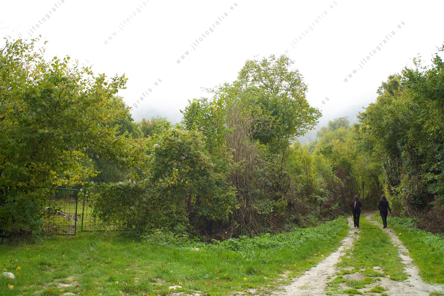 Camino por el bosque de hayedos desde Andoin