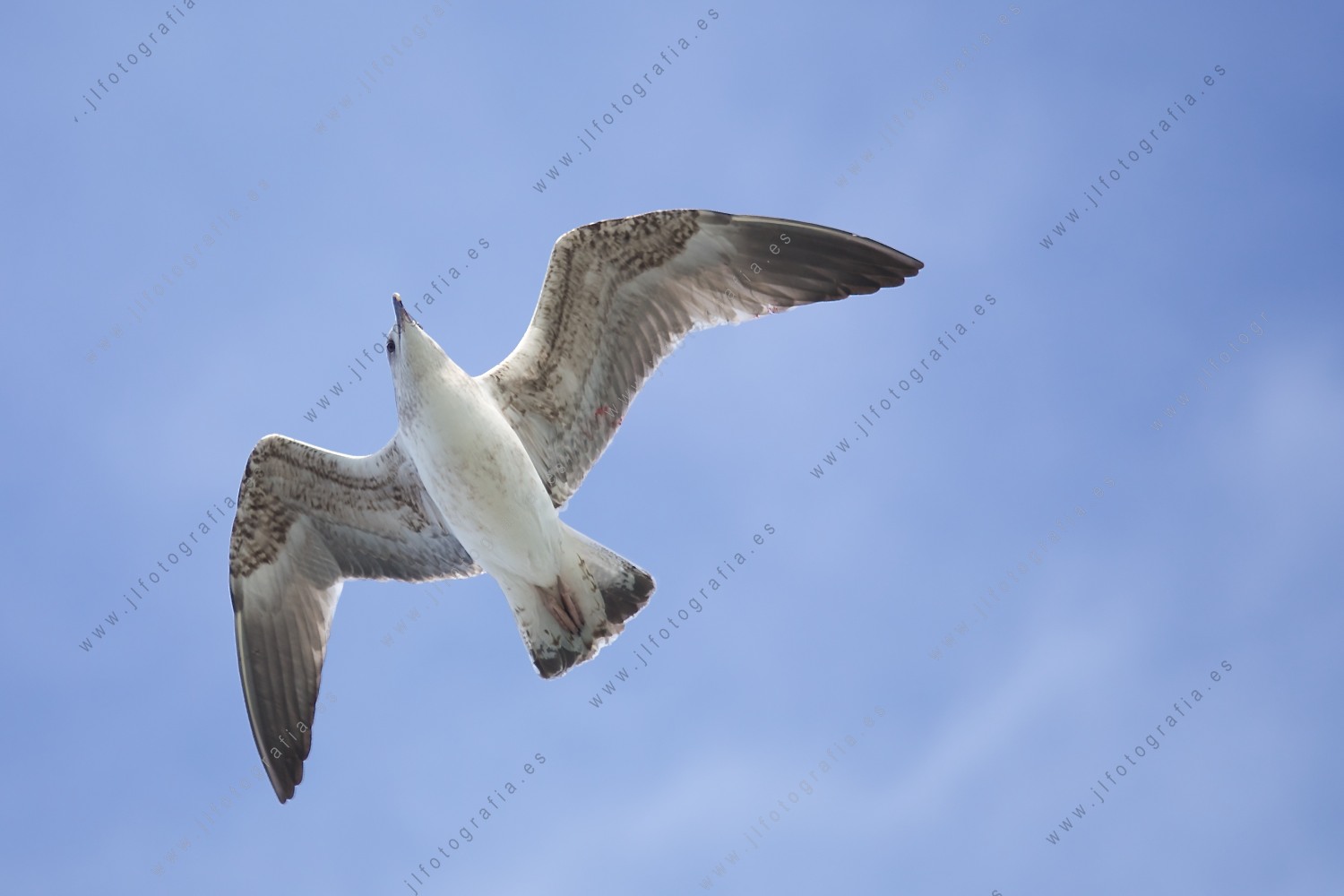 Gaviota en pleno vuelo, primer plano nadir, 