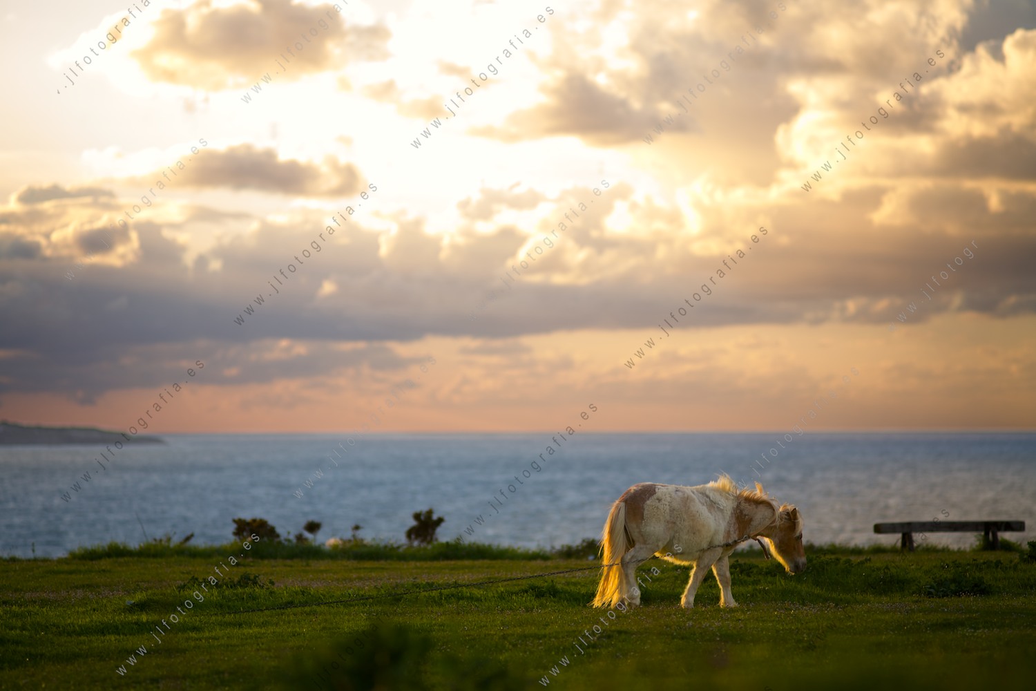 Un pony pastando en Kobarón.