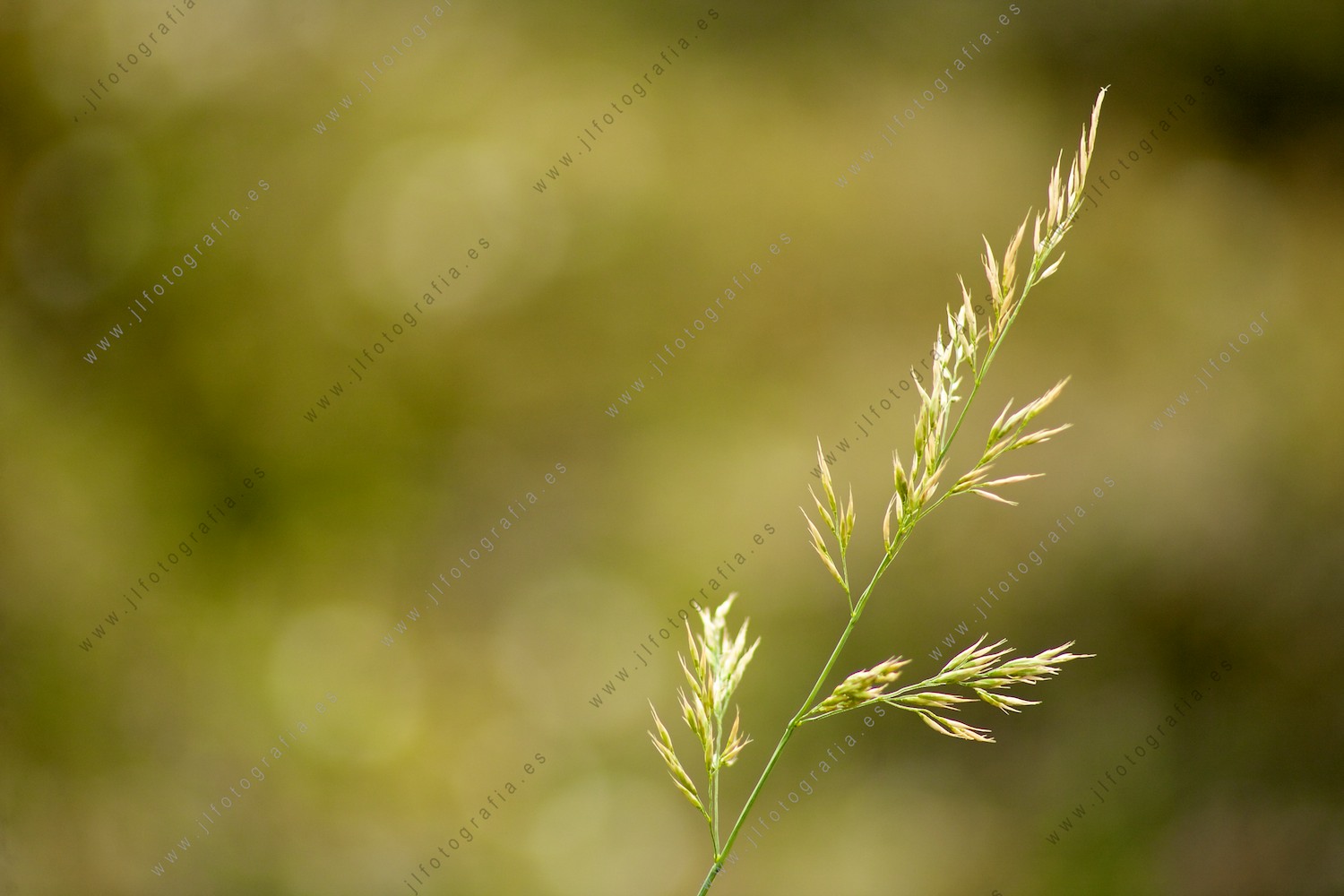 Fotografía de detalle de una planta