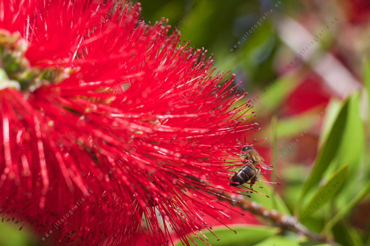Macro de una abeja livando en un panel.