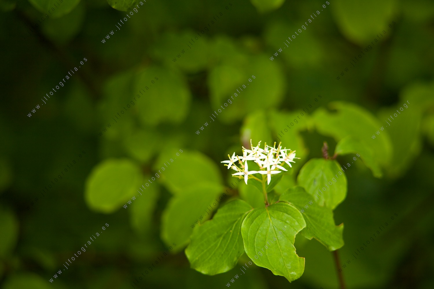 Foto de aproximación de unas flores ssobre un nido de hojas..