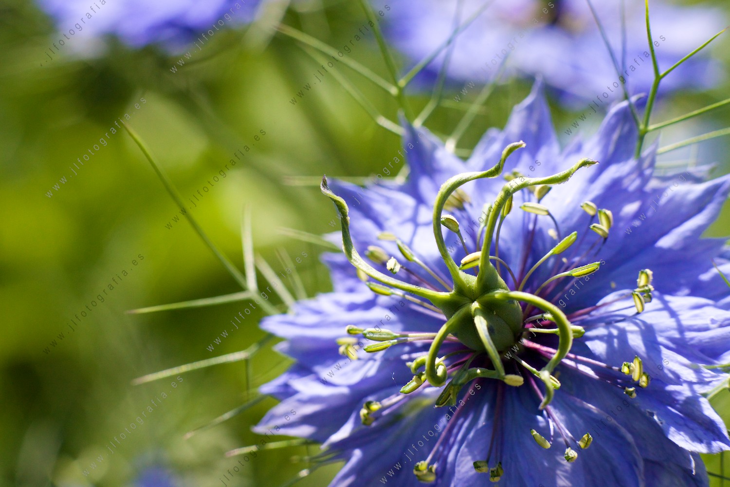 Macro de una flor en un jardín.
