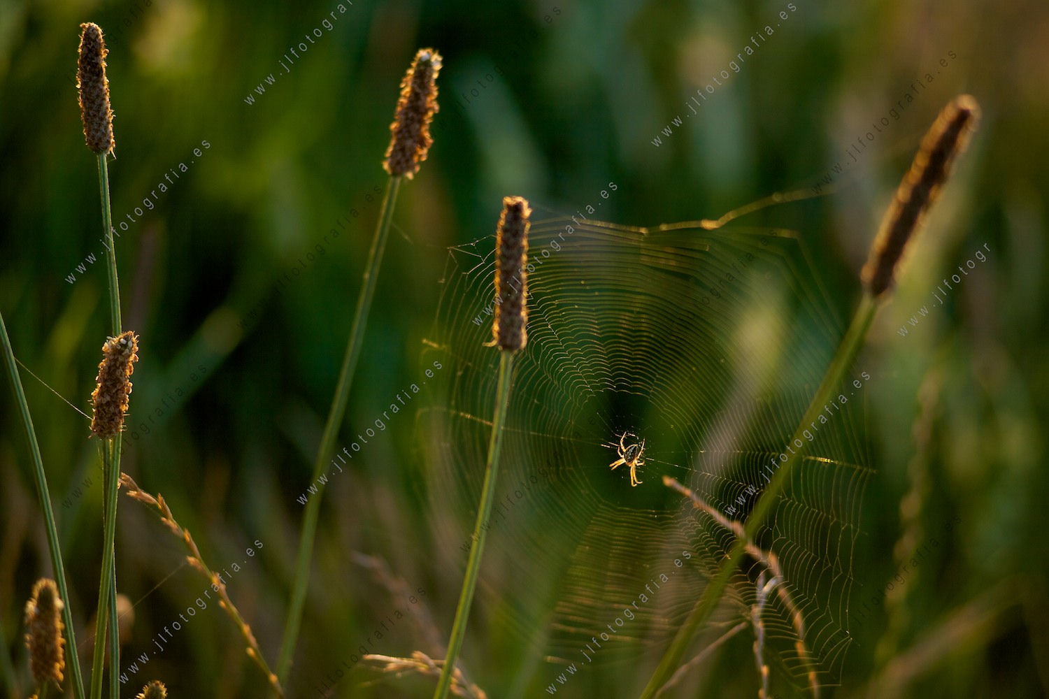 Una araña en el centro de su tela al atardecer.