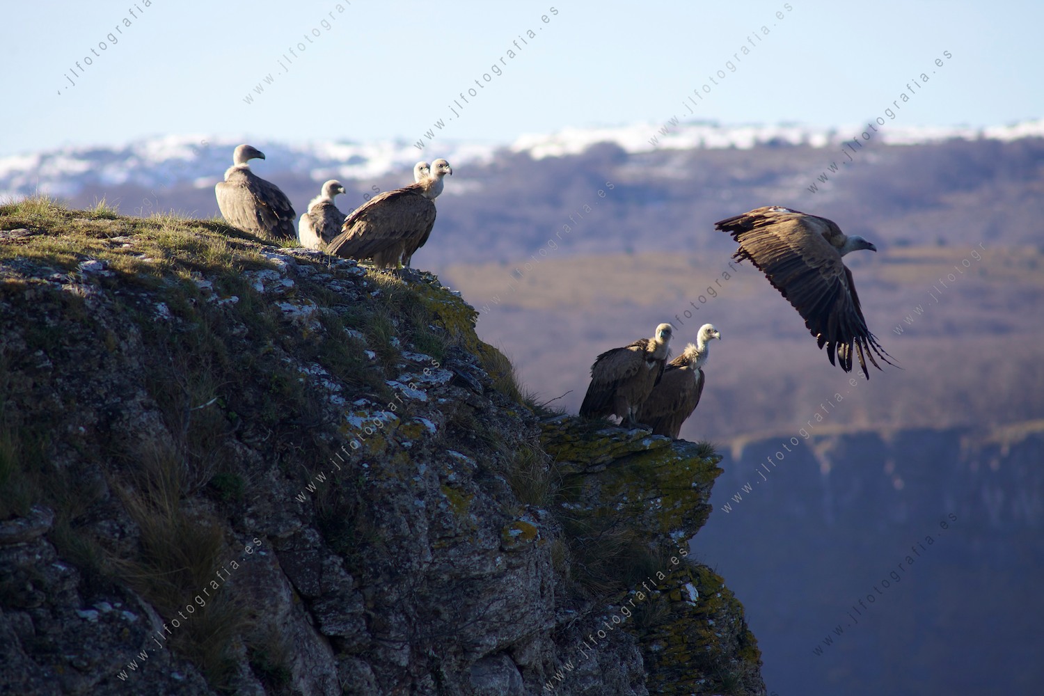 Un conjunto de buitres leonados en la sierra salvada.