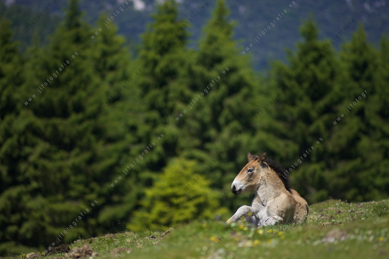Un asno en el monte. Urkiola. 