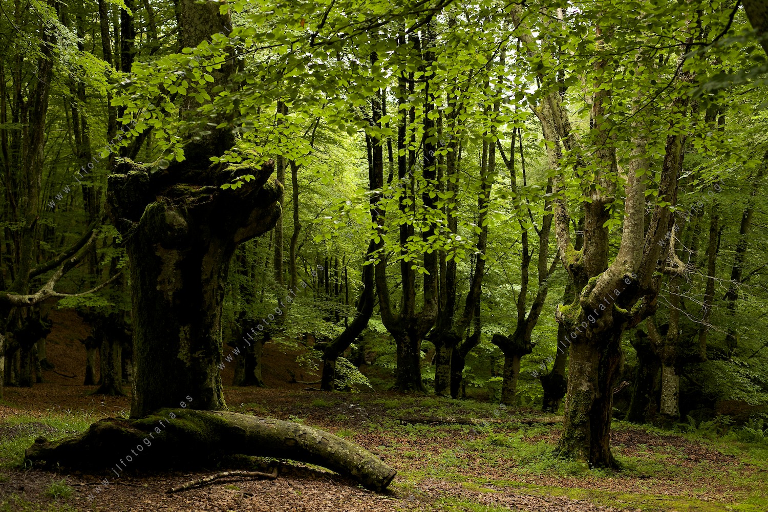 Fotografía del bosque de Urkiola, en Bizkaia.