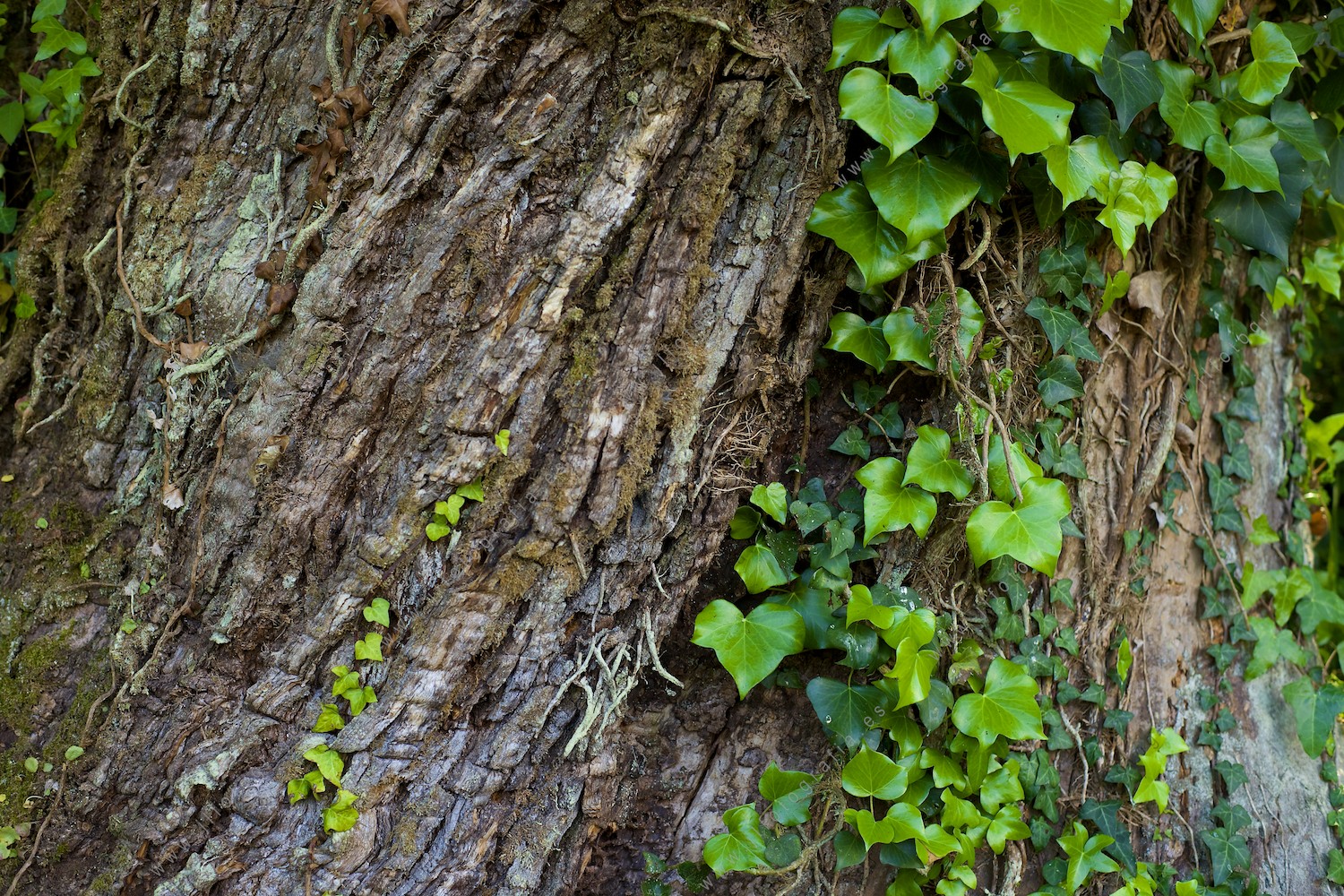 Plano de detalle de un tronco de un árbol.