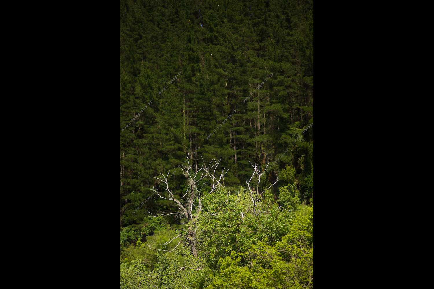Detalle de árbol seco con el bosque detrás.