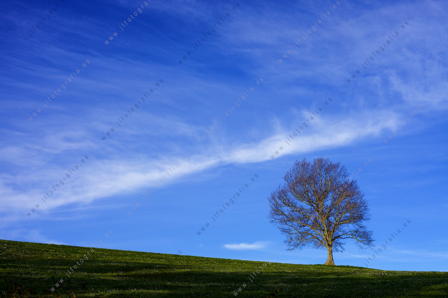 Arbol solitario en el prado.