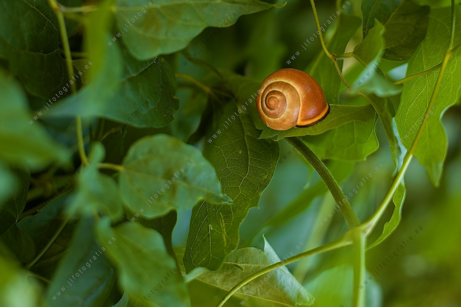 Caracol en un fondo de hojas verdes.