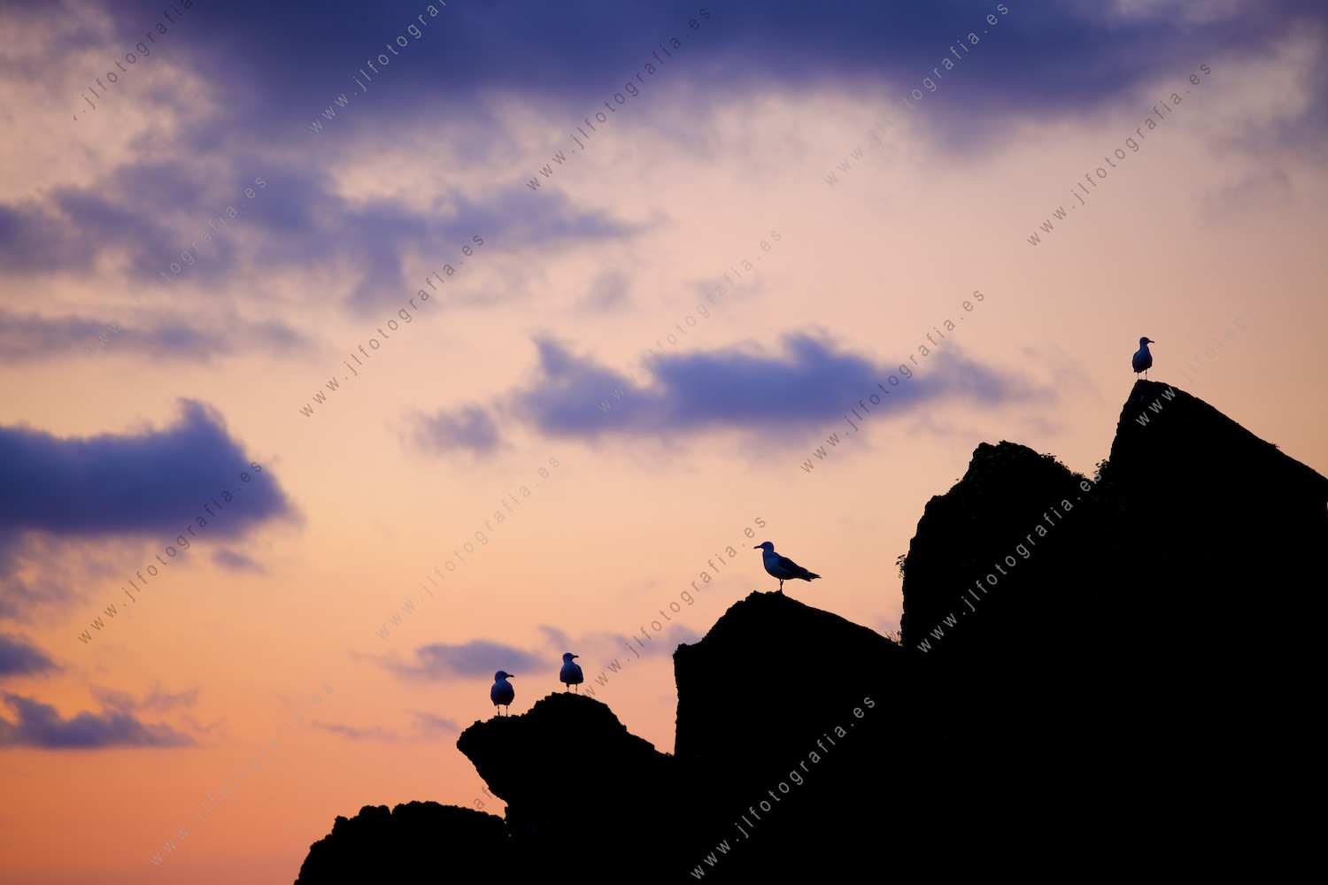 Grupo de gaviotas en unas rocas, siluetas en el ocaso.